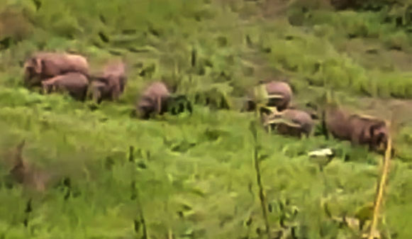 Sembilan Gajah Liar Terus Luluhlantakkan Tanaman di Leuser